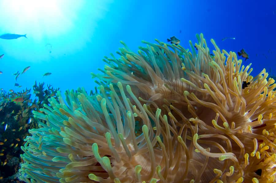 Diving Santa Marta & Tayrona for Certified Divers (2 tanks) - The gear, photos, and snacks that keep the day from feeling chaotic