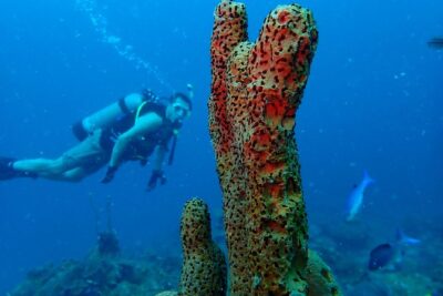 Diving Trip for Certified Divers.