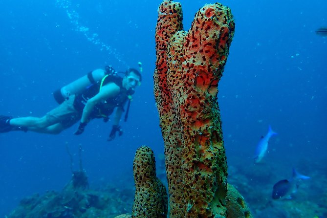 Diving Trip for Certified Divers. - Reefs, coral condition, and why shipwreck structure is so fun
