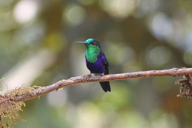 Easy Birdwatching in Cali Colombia (4 Hours) - Key highlights at a glance