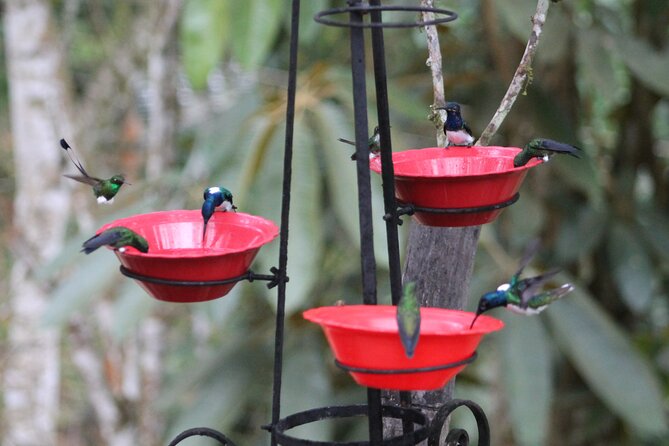 Easy Birdwatching in Cali Colombia (4 Hours) - Entering the sanctuary: the best part is that the birds are free