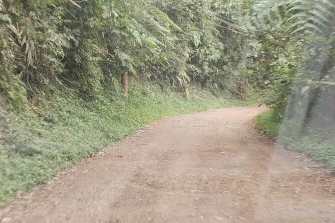 Easy Birdwatching in Cali Colombia (4 Hours) - Why this “easy” birdwatching still feels rewarding