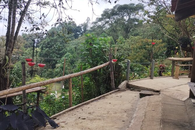 Easy Birdwatching in Cali Colombia (4 Hours) - Price and value: what $94.99 covers, and what it doesn’t