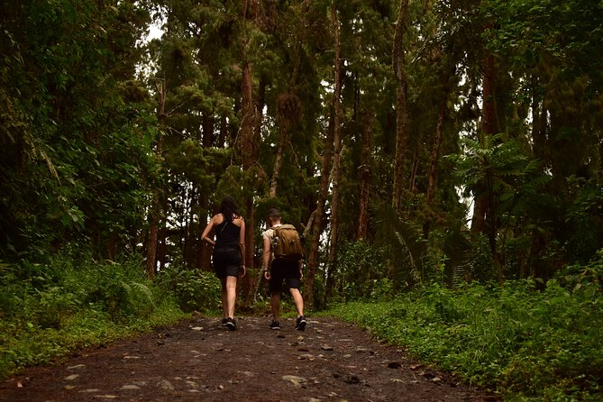 Easy Walk to Finca La Montaña and Short Tour in Salento - Is the $120 Price Worth It for This Salento and Cocora Combo?