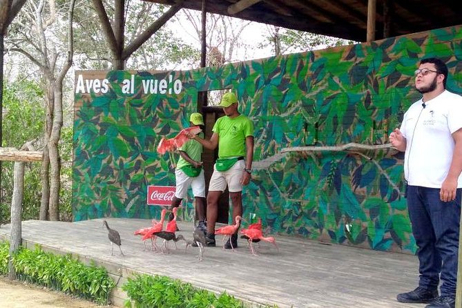 Eco Plan National Aviary and Lunch in Playa Mambo Beach Barú - Why This Birds-And-Beach Combo Feels Worth It