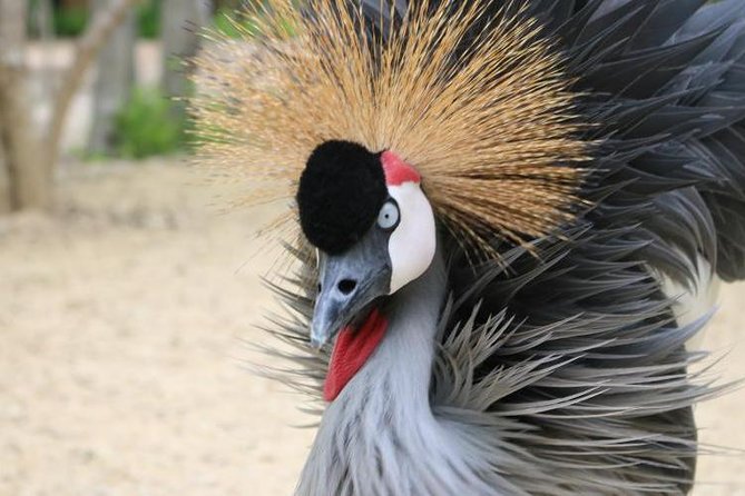 Eco Plan National Aviary and Lunch in Playa Mambo Beach Barú - Eco Plan National Aviary: 170 Species and a Real Schedule