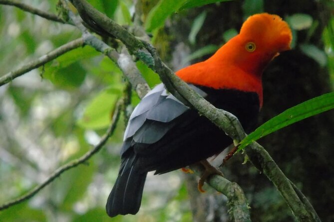 Endemic Birds Tour in Salento - Key highlights to know before you go