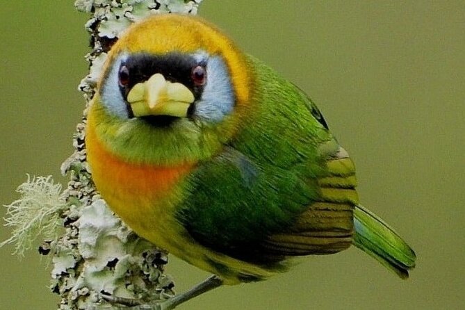 Endemic Birds Tour in Salento - Why Salento endemic birding at Santa Rita is so worth your time