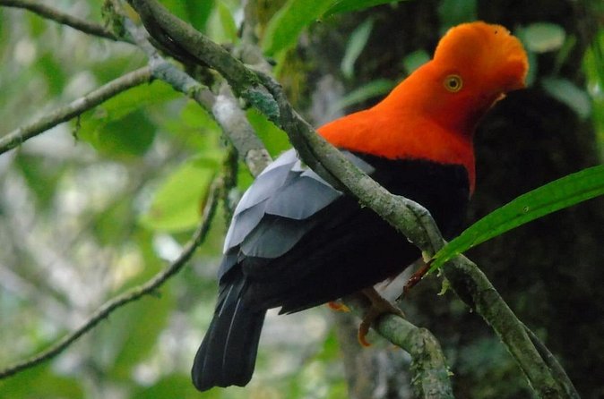 Endemic Birds Tour in Salento - Small group birding with binoculars: the comfort factor