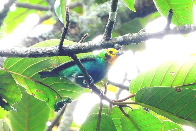 Endemic Birds Tour in Salento - Inside Santa Rita: how the 5-hour birding loop feels in practice