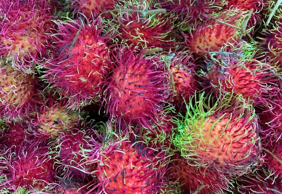 Essential Fruit Experience - The e-book: your souvenir is knowledge, not clutter