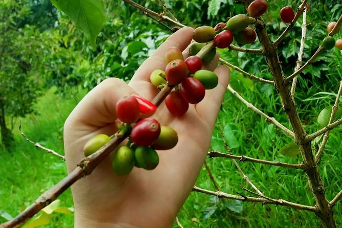 Exclusive Coffee Experience:Tour from Bogotá - Tastings: the fresh brewed cup, plus optional extras