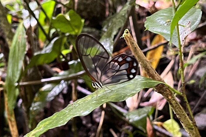 Excursion to La Plata waterfall in Ibagué (490 meters the highest in Tolima) - Why Cascada La Plata Is Worth a 5-Hour Block in Ibagué