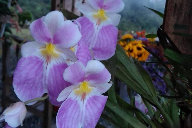 Exotic flowers farm and silleteros cultural tour - Logistics That Matter Day-Of