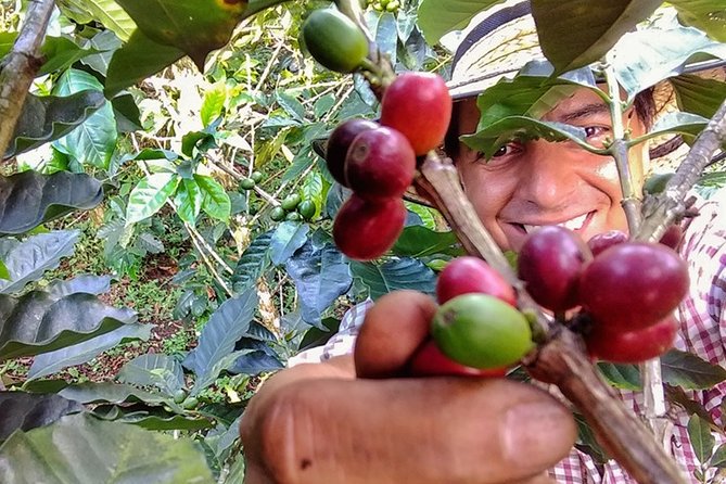 Explore the Coffee Process_From Tree to Cup & Fun by Jeep - Andes Stop 1: Why the Drive and Timing Matter More Than You Think