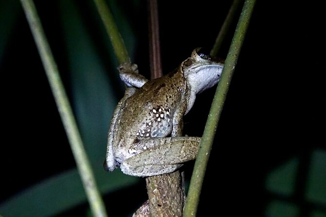 Extreme Calderon - Day 3: jungle walks plus fishing and swimming, then back to rest