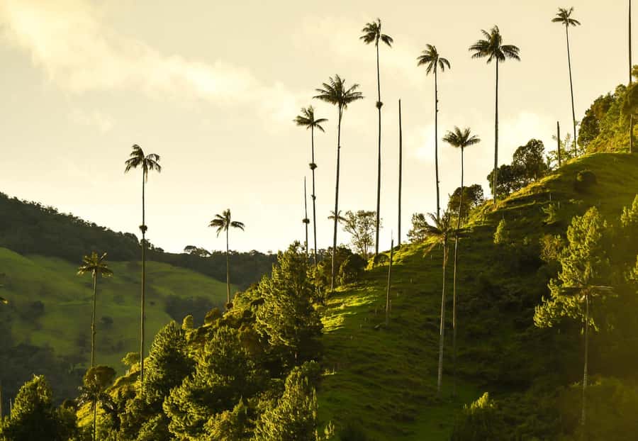 Filandia, Salento and Cocora Valley Private Tour - Cocora Valley Wax Palms: Where the Views Actually Feel Personal