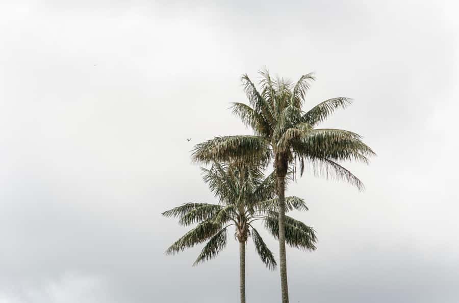 Filandia, Salento and Cocora Valley Private Tour - Cost and Value: Does $152 Get You Enough?