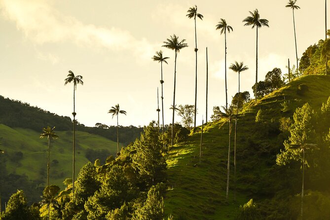 Filandia, Salento and Cocora Valley Tour - Price and value: why $135 can work out (and when it might not)