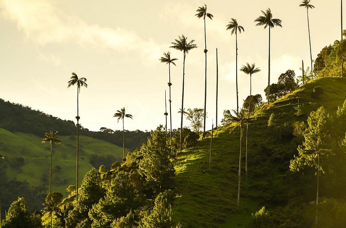 Filandia, Salento and Cocora Valley Tour - Timing, weather, and small practical tips that keep the day smooth