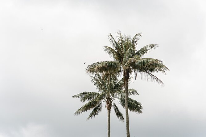 Filandia, Salento and Cocora Valley Tour - Coffee expectations check: this trip is towns plus palms, not farm access