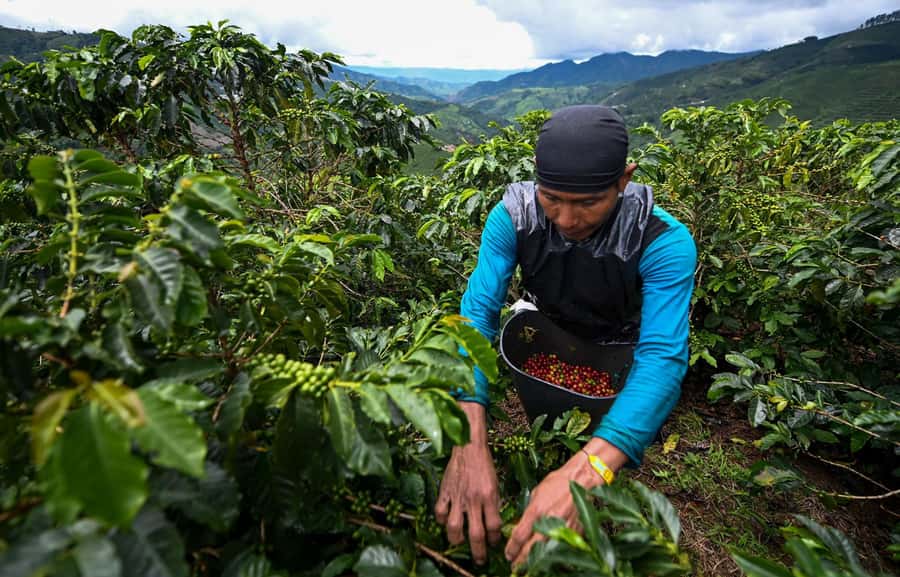 From Bogota: 5 hour guided coffe farm tour - All included - Entering the coffee farm: guided fields, planting-to-harvesting context