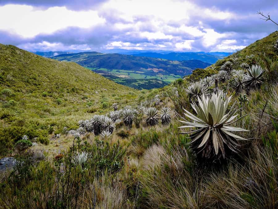 From Bogotá: Chingaza National Park Eco Tour - Why Chingaza Feels Like a Different World Right After Bogotá
