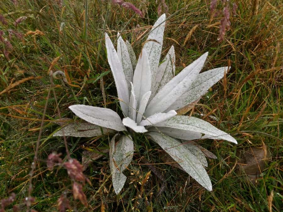 From Bogotá: Chingaza National Park Eco Tour - Inside the Park: Meet Your Guide and Start at Piedras Gordas