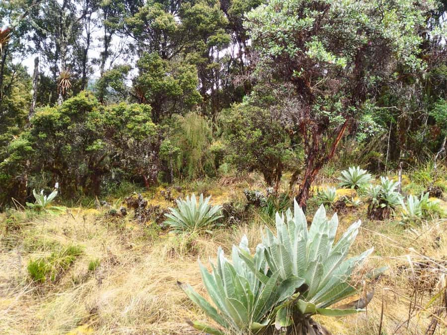 From Bogotá: Chingaza National Park Eco Tour - What to Pack So Chingaza Does Not Freeze You Out