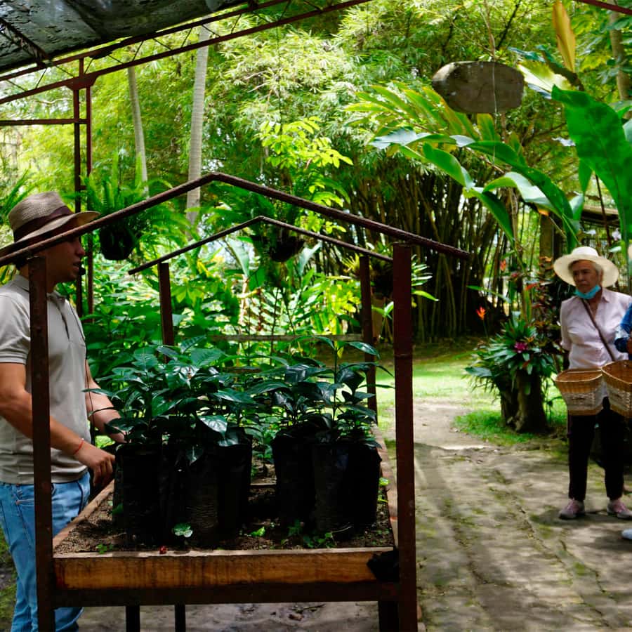 From Bogotá: Coffee Farm and Tequendama Falls Tour - Tequendama Falls: Big Water, Real-World Conditions, and a Photo Stop Feel