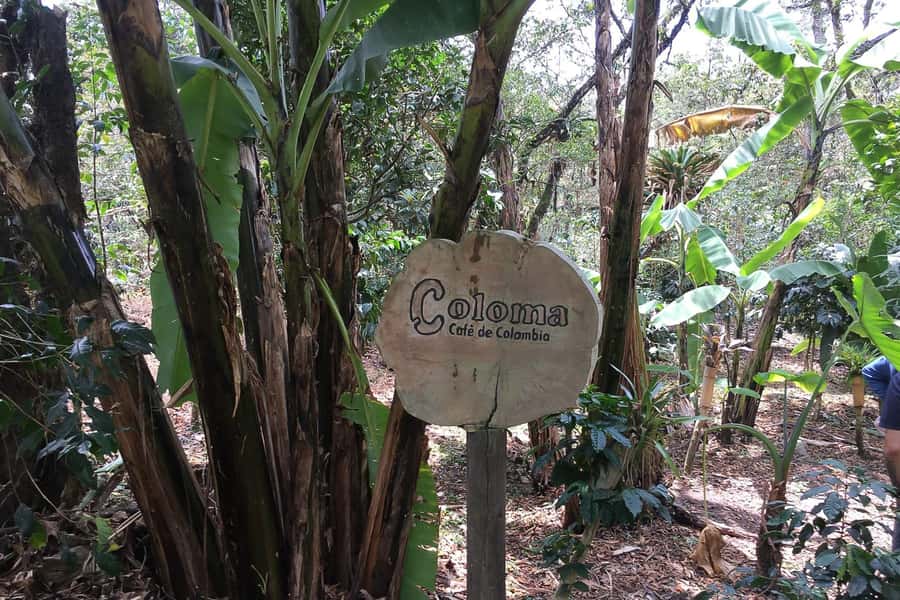 From Bogotá: Coffee Farm Experience Private Day Tour - Walking Hacienda Coloma: coffee farm basics, bird life, and the estate feel