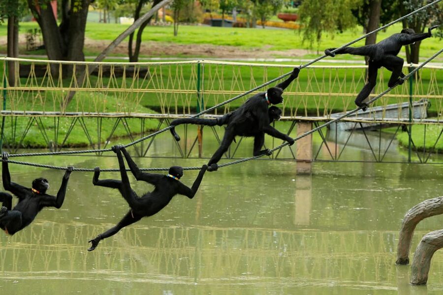 From Bogota: Jaime Duque Park and zoo with ticket included - Museum of Man in the Universe: 113 scenarios and 700+ life-size figures