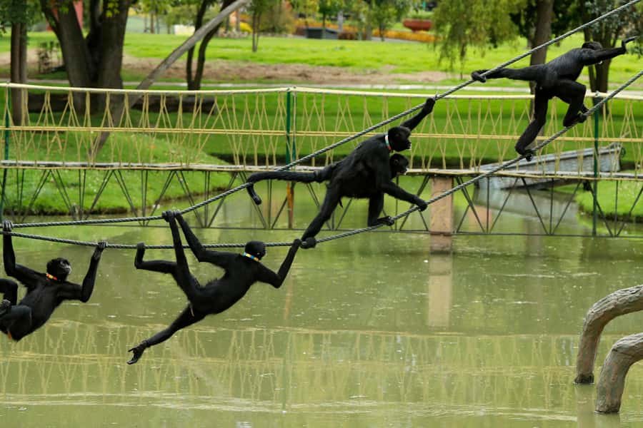 From Bogota: Jaime Duque Park and zoo with ticket included - Iron City and the panoramic train ride: the right kind of downtime
