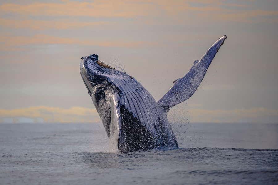From Cali: Whale Watching Day Trip in Buenaventura - The long drive: Dagua breakfast and the Andean-to-coast transition