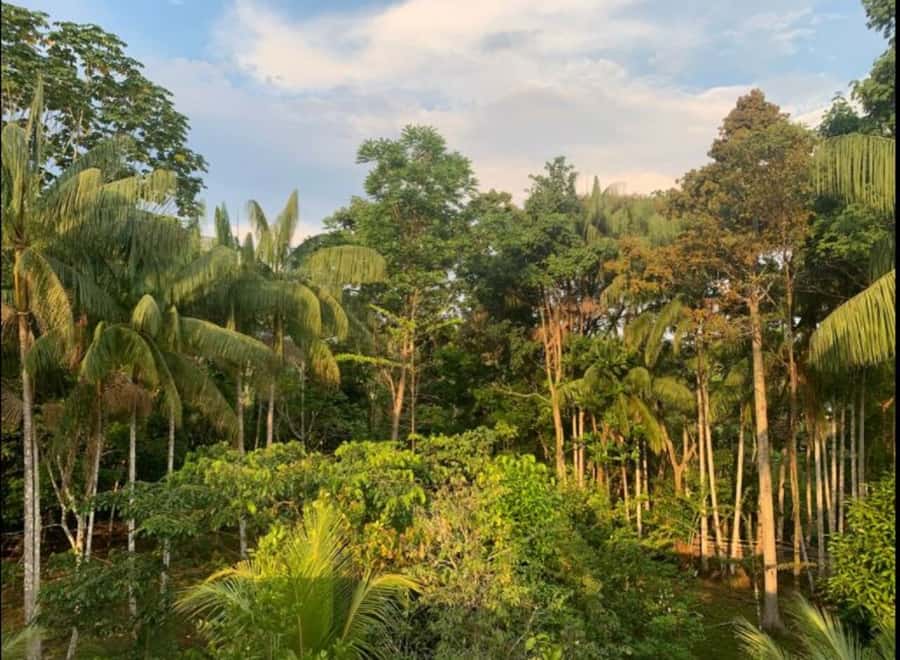 From Leticia: Wild Amazonas Adventure 4-Day Tour - Day 4: Natutama conservation project and heading back to Leticia
