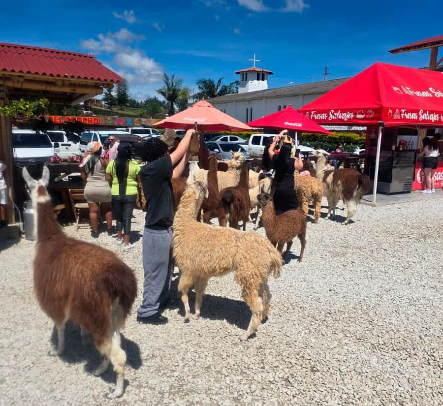 From Medellin: Guatapé & Peñol Rock with Boat & farm animals - Alto del Chocho farm stop: animal time plus an Antioquian snack break