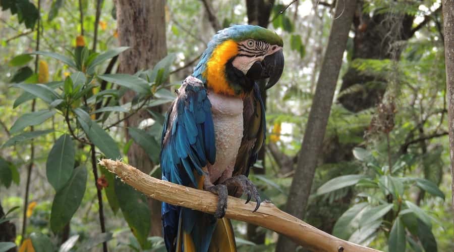 From Medellín: Jardín Private 2-Day Tour with Activities - Jardín town plaza, Basilica of the Immaculate Conception, and La Garrucha cable car