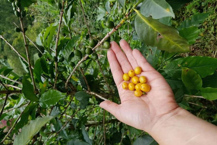 From Medellin: Private Envigado Coffee Tour with Tastings - The nearby plantation stop: seeing coffee growing up close