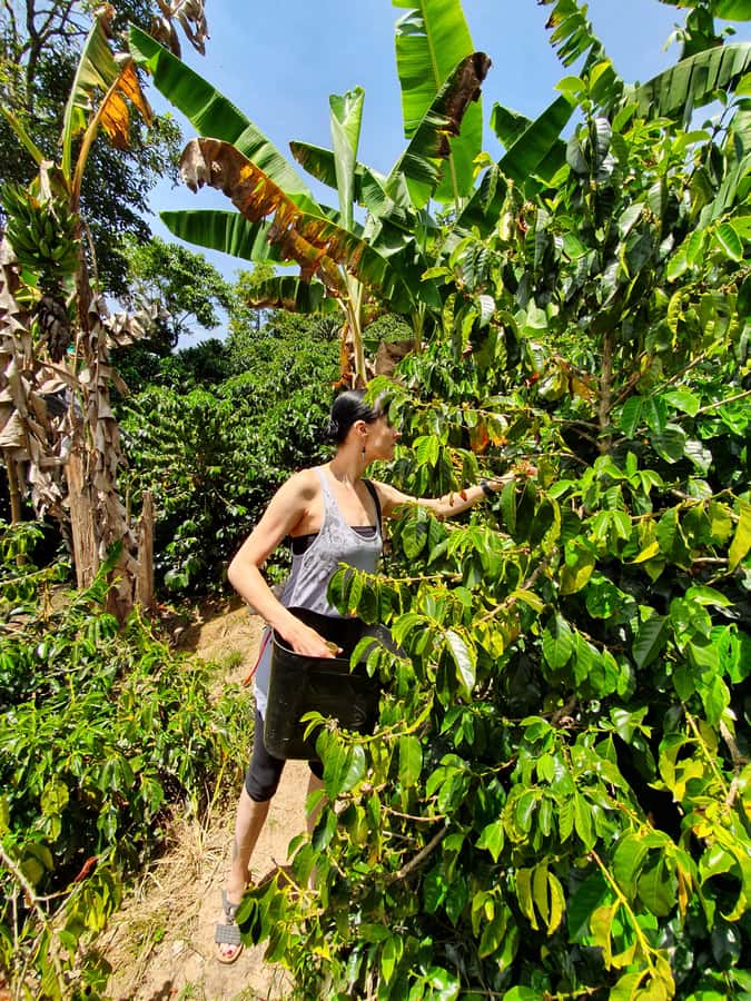 From Medellin: Private Envigado Coffee Tour with Tastings - Who this tour is best for (and who might want a different plan)