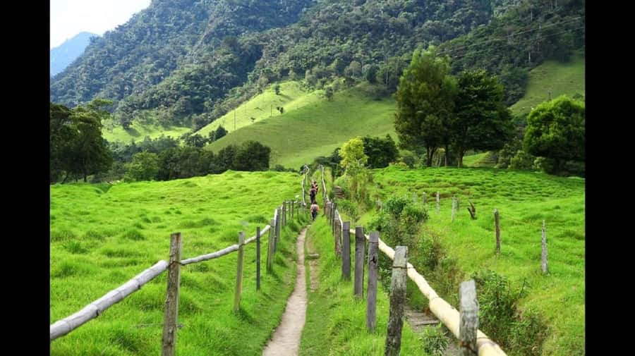 From Salento: Cocora Valley Hiking Tour with Lunch - The 3-hour Cocora hike: trail variety, viewpoints, and birdwatching