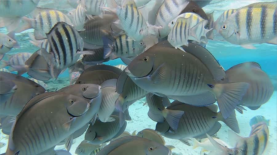 From San Andres: Cayo Acuario Tour - Your 3.5-hour block on Cayo Acuario: swimming, snorkeling, and wandering