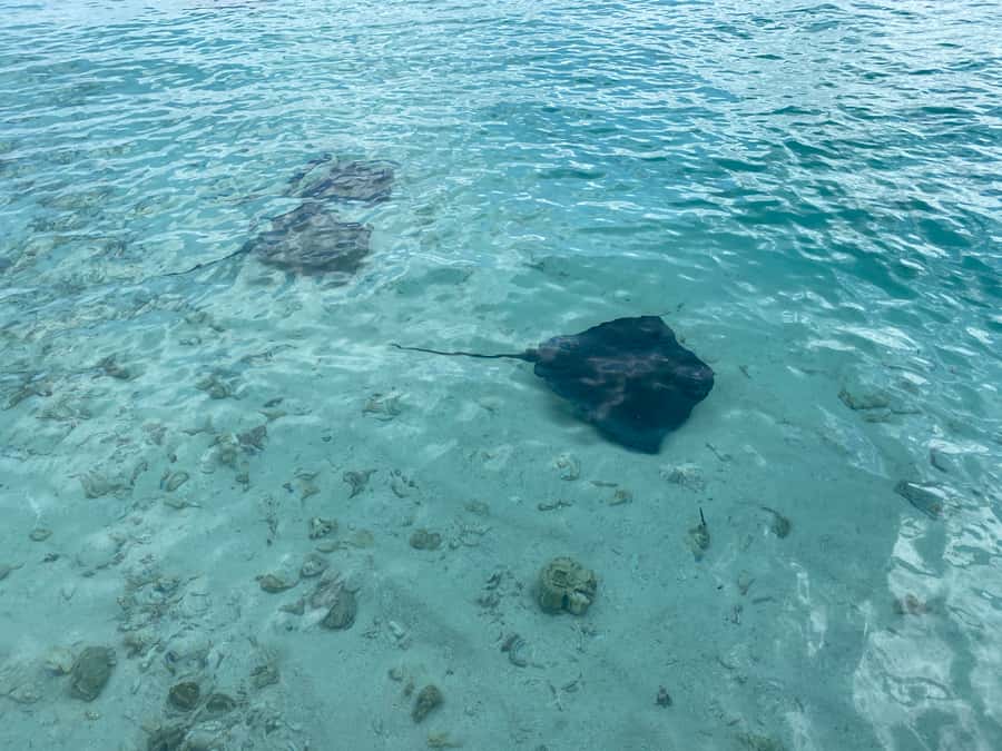 From San Andres: Cayo Acuario Tour - Meeting point reality check: Av. Newball and Sunrise Beach Hotel