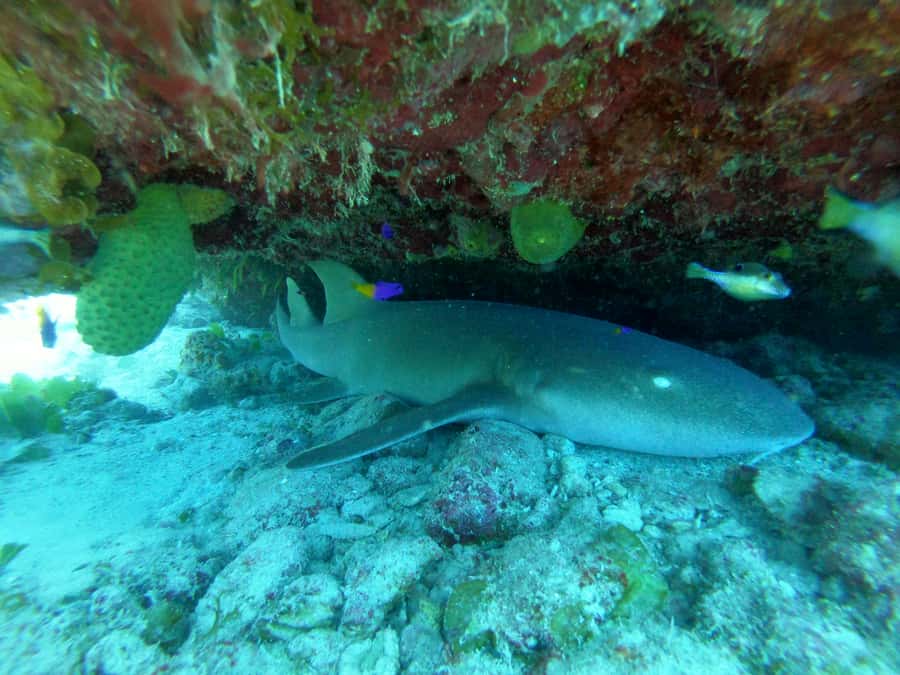 From San Andres: Cayo Acuario Tour - Who this tour suits best, and who should skip it