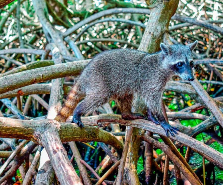 Full Day Barú island: Mangrove +Snorkel + Sunset + Plankton - Barú in one long day, mangroves, snorkeling, sunset, plankton