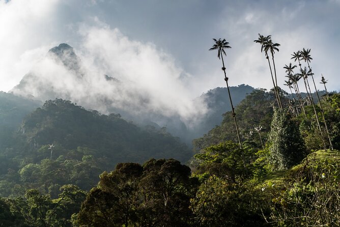 Full Day Climbing The Cocora Valley with Lunch - What’s included in the $127 price, and where your money goes