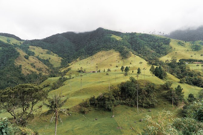 Full Day Climbing The Cocora Valley with Lunch - Valle del Cocora: first views, wax palms, and photo time that feels timed right