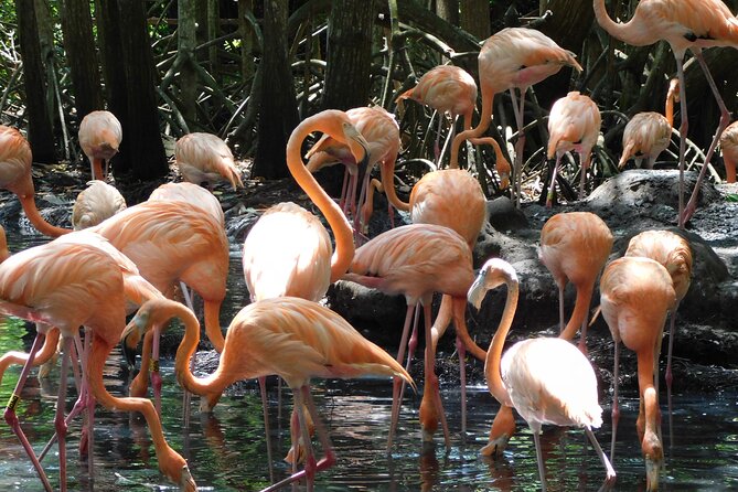 Full Day for Bird Watching with Visit to Isla Baru - Quick hits before you go
