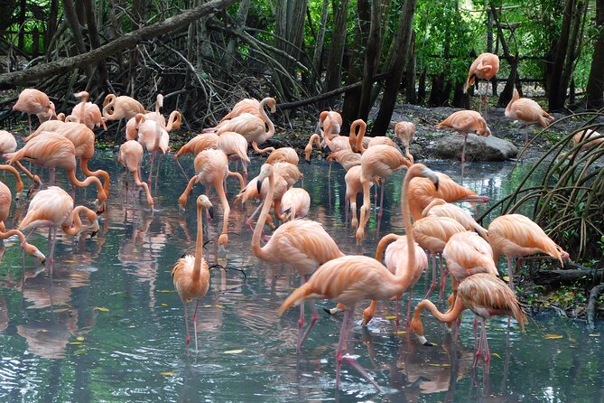Full Day for Bird Watching with Visit to Isla Baru - Why this bird-and-beach day works in Cartagena