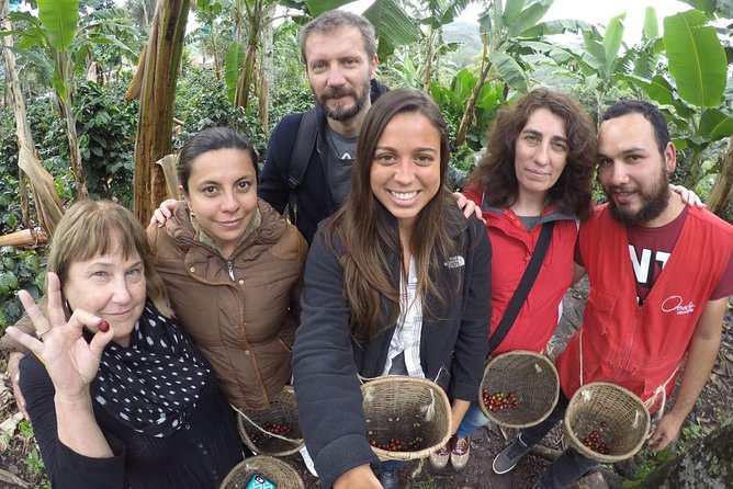 Full-Day Private Coffee Tour in Cocora Valley and Salento - Valle de Cocora walking: wax palms, wildlife spotting, and the real outdoors feel