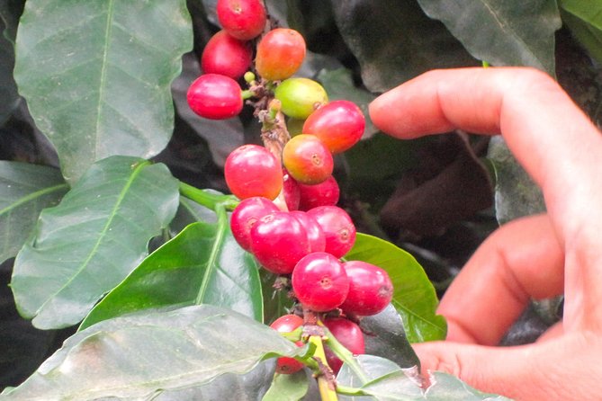 Full-Day Private Guatape Coffee Villa Tour from Medellin - Guatapé town walking: churches, colonial-style homes, and zócalos